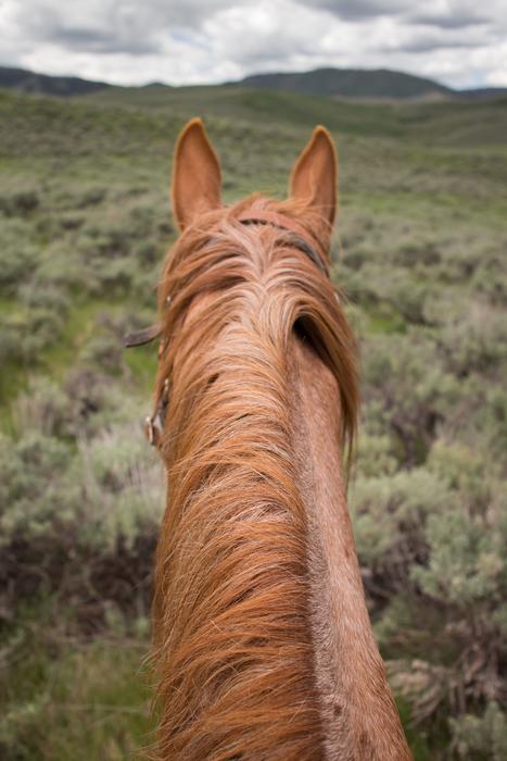 Hair Horse Animal