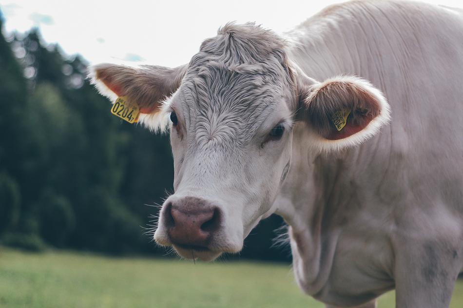 Cow Cattle Calf portrait