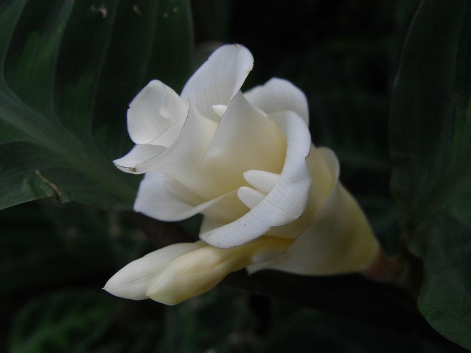 beautiful white rosebud