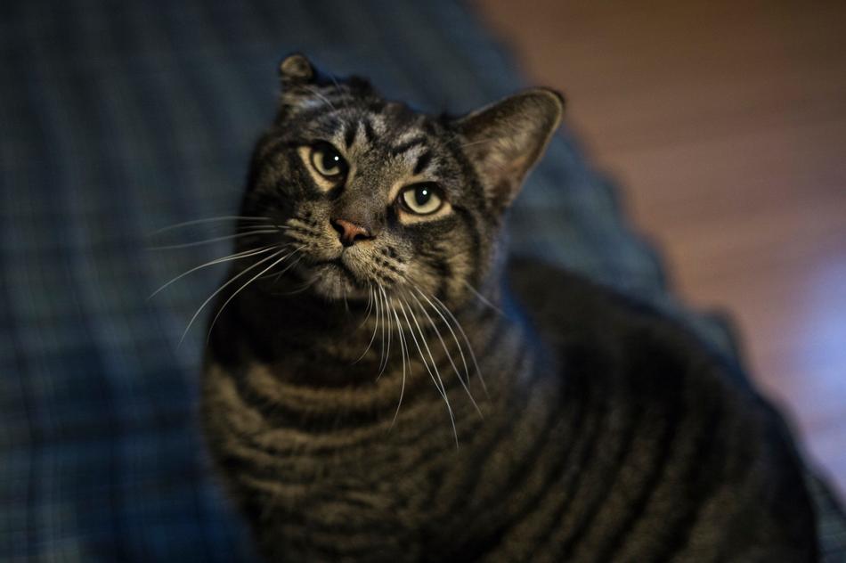 cat home pett