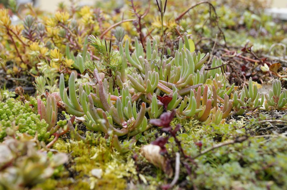 long plants in the garden