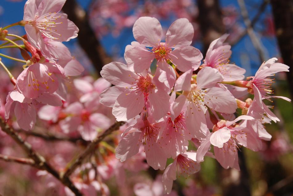pink, soft Flower