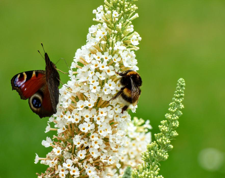 Bee Butterfly Nature