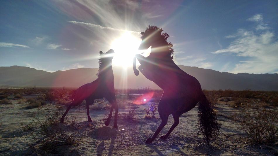 Horse Animals at Nature