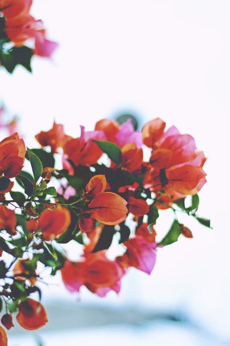 red bougainvillea with green leaves in the garden