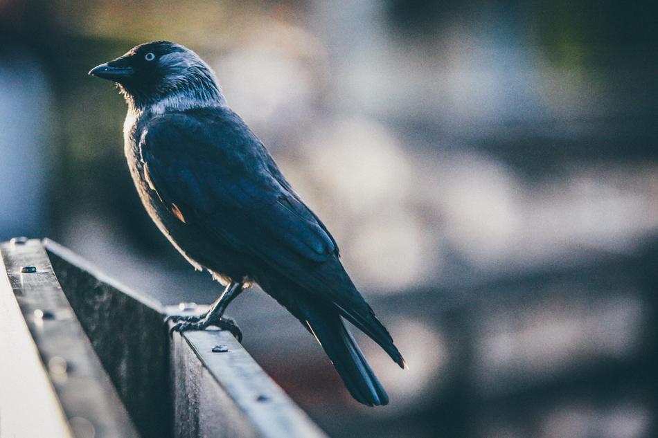 Bird Fly blur