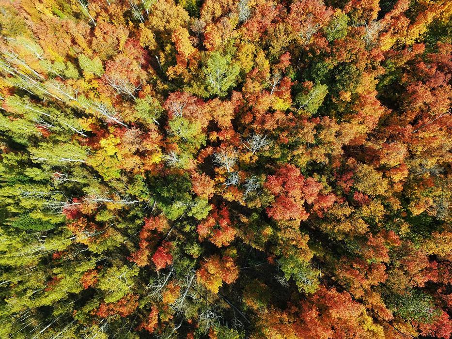 Aerial Trees Woods