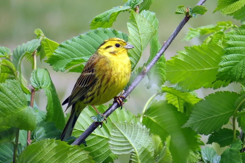 Bird Goldammer