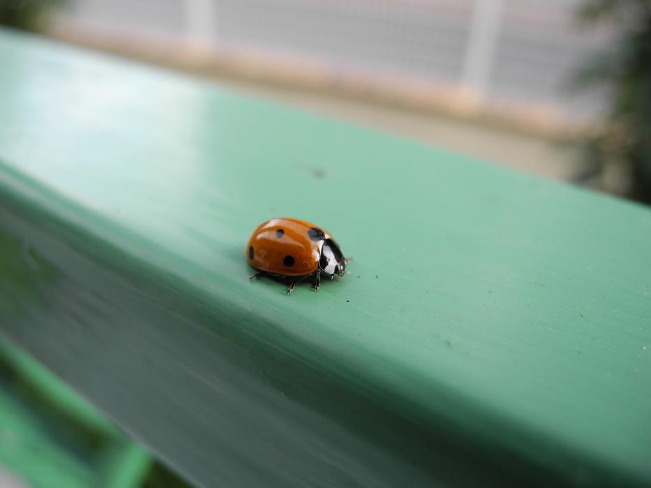 Ladybug insect on green rail