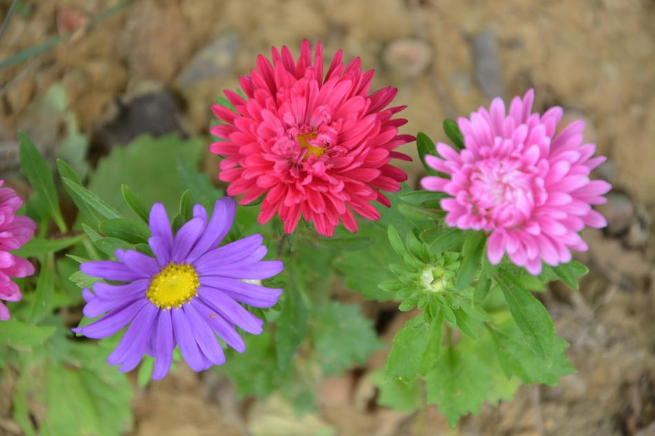 beautiful flowers of color in the garden
