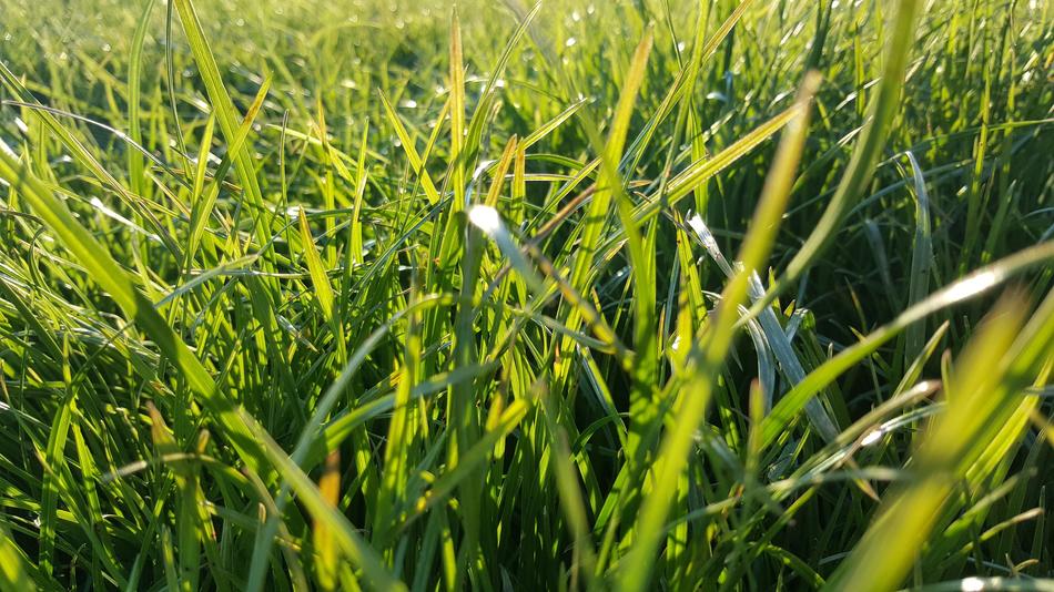 green fresh grass in a meadow