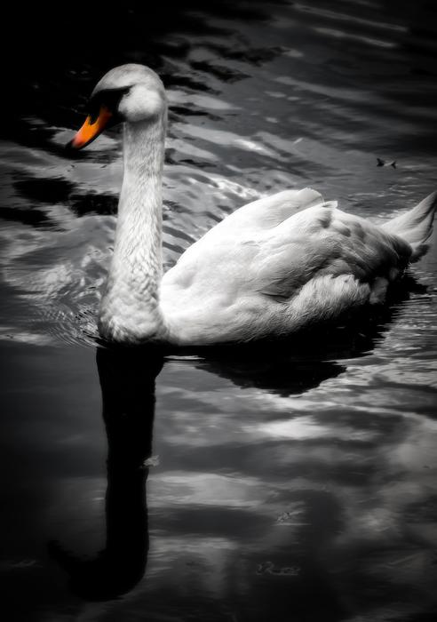 beautiful swimming swan in a lake