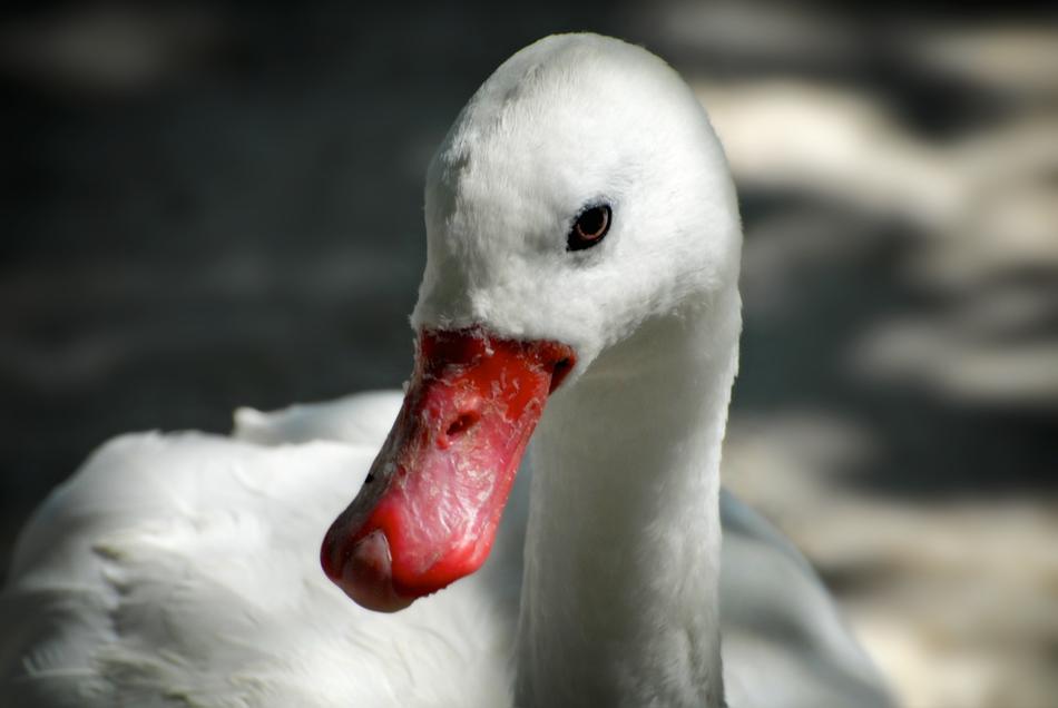 Portrait of the beautiful and cute, white swan with red beak