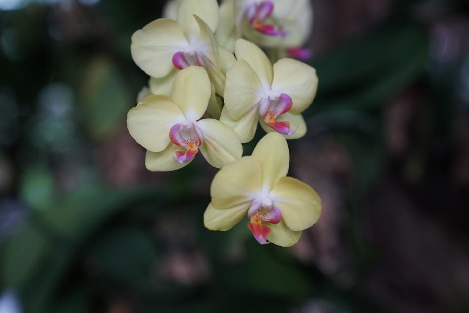 beautiful white orchid