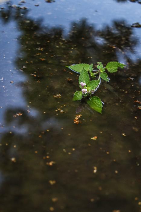 flower floating in water