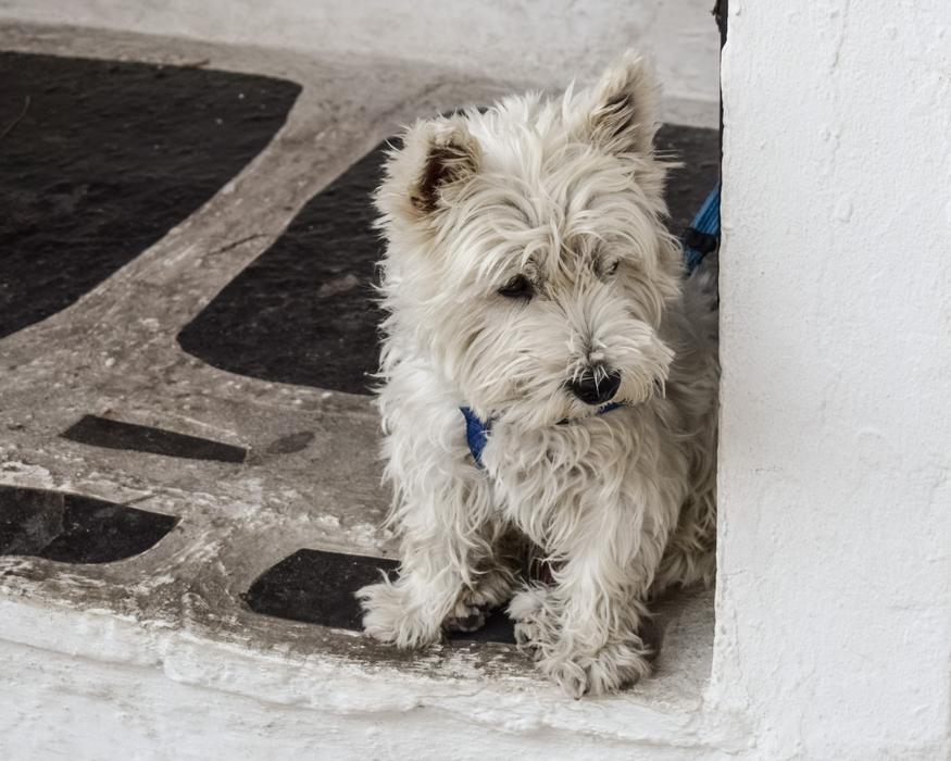 Dog Young Pet at street
