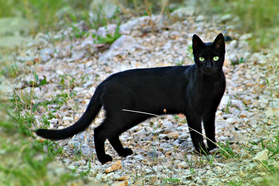 Beautiful, black cat with green eyes, watching among the stones and green grass