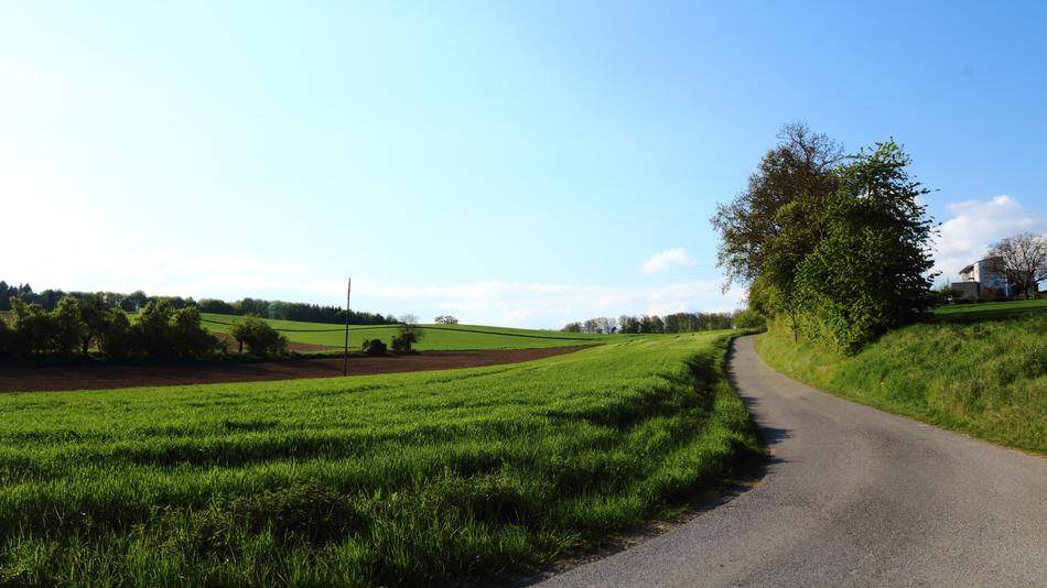 Road Tree Sky
