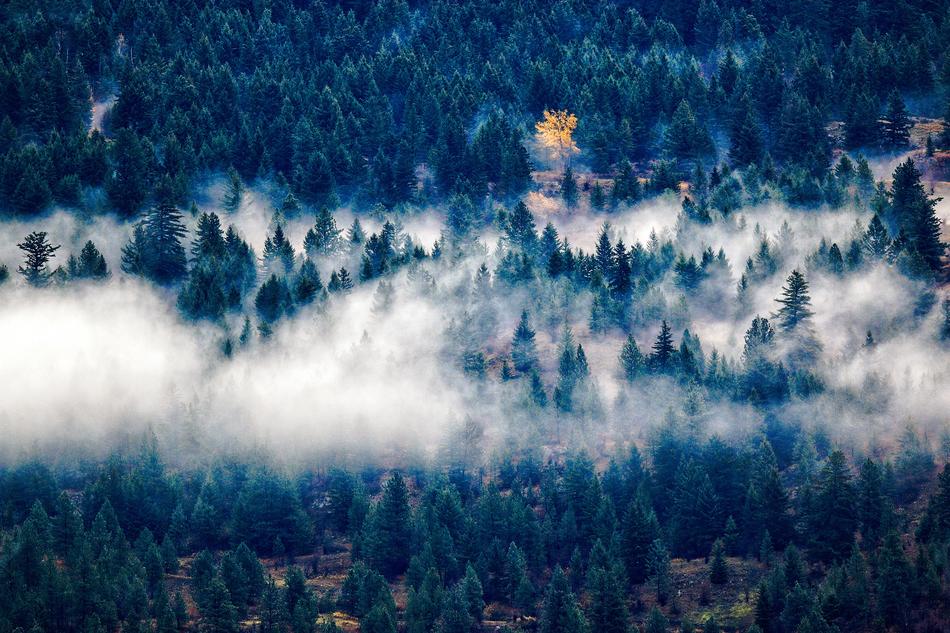 thick fog, mist over the forest