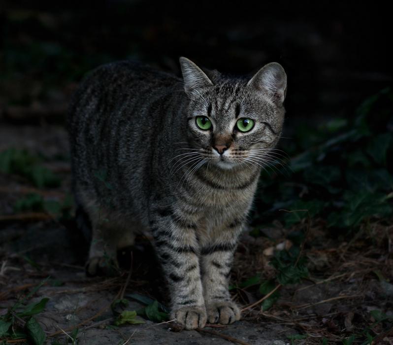 small Cat and Leaves