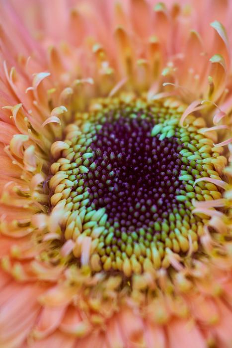 colorful beautiful flower