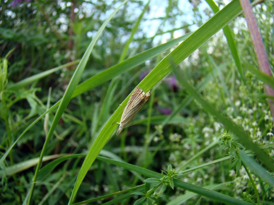 Closeup view of Insect on meadow Grass