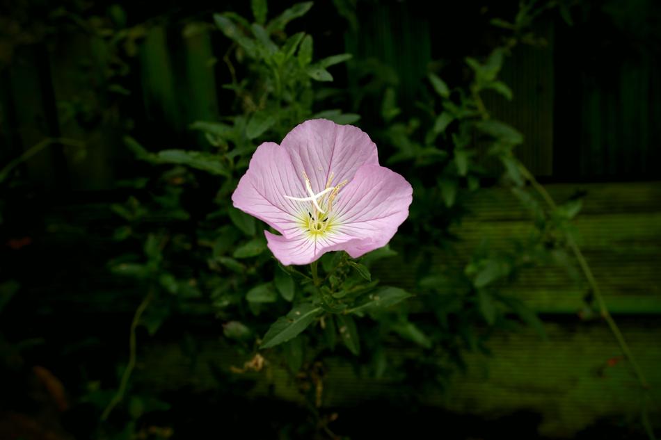 lonely flower on a bush