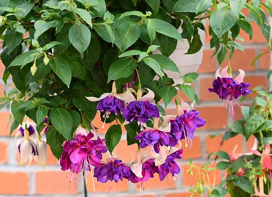 Fuchsia Blossom Bloom