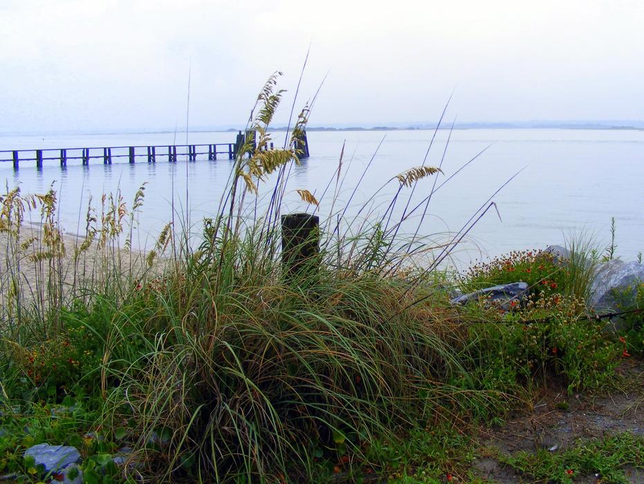green bush on the sea view