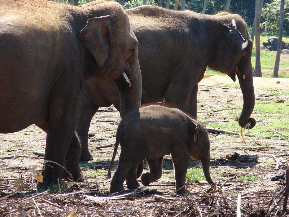 Elephant Baby at Wilderness