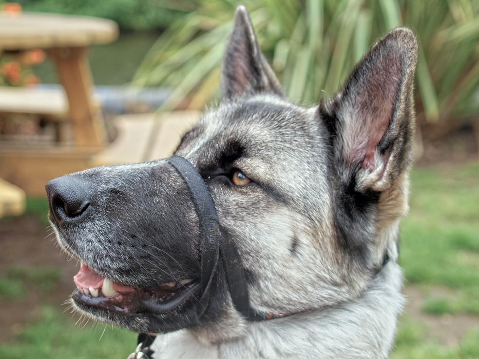 Dog Alsatian Pet