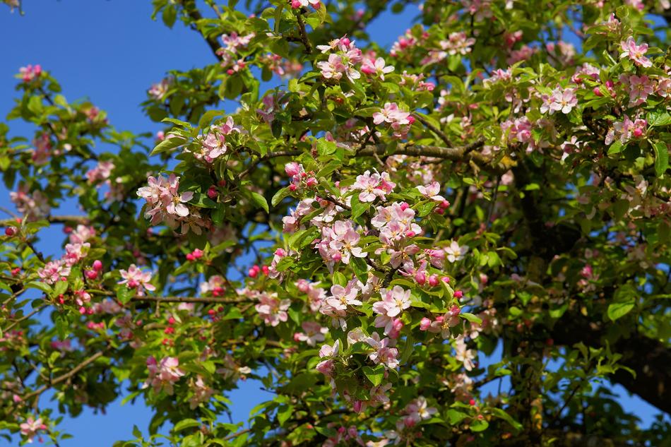 pink blooming apple tree in the garden