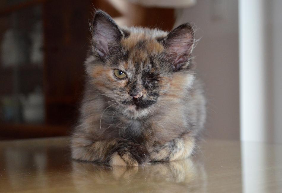 Kitten Animals Nature