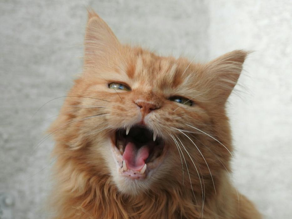 Domestic Red Cat Meow