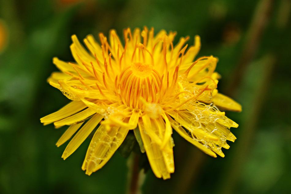 soap bubbles on yellow dandelion