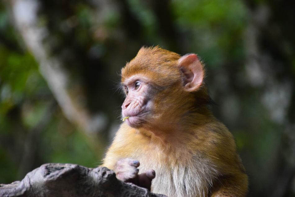 Monkey Baby Ape