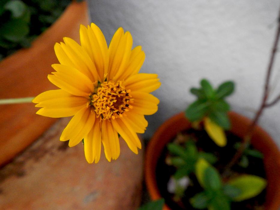 Yellow Flower Garden