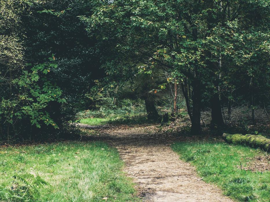 road through the green forest