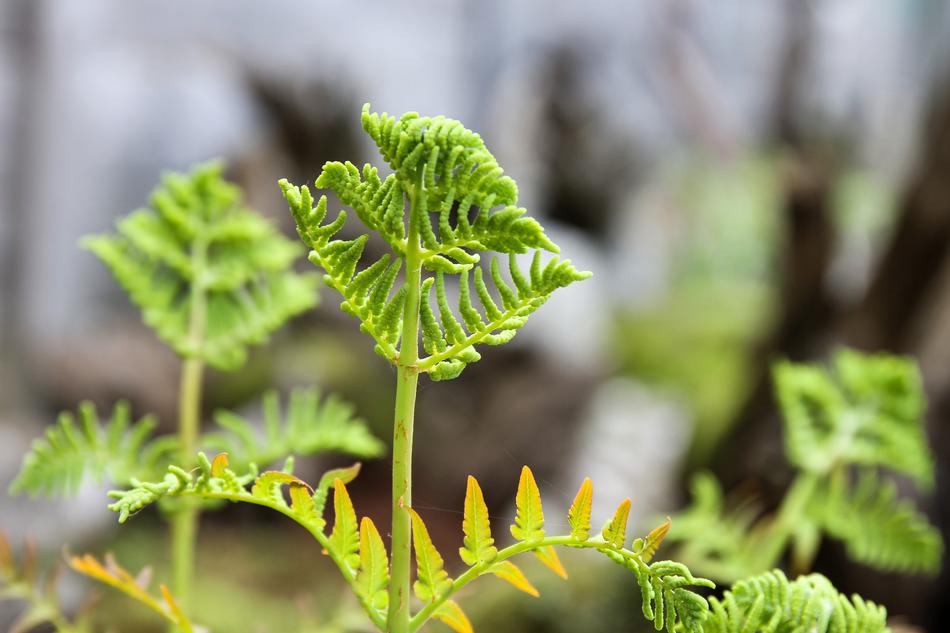 Fern Drive Plant