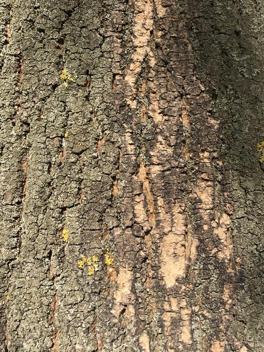 tree background view oak