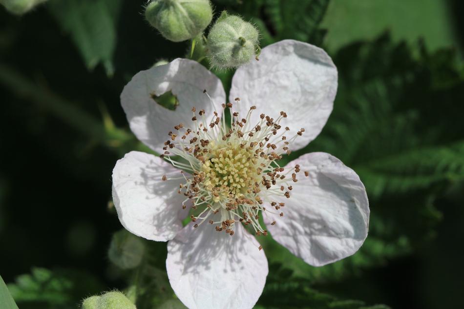 White beautiful flower in a bush