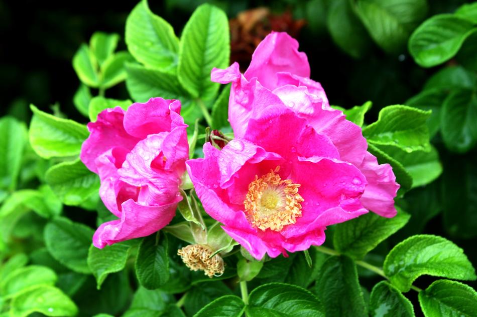 Roses Rosebush Flower