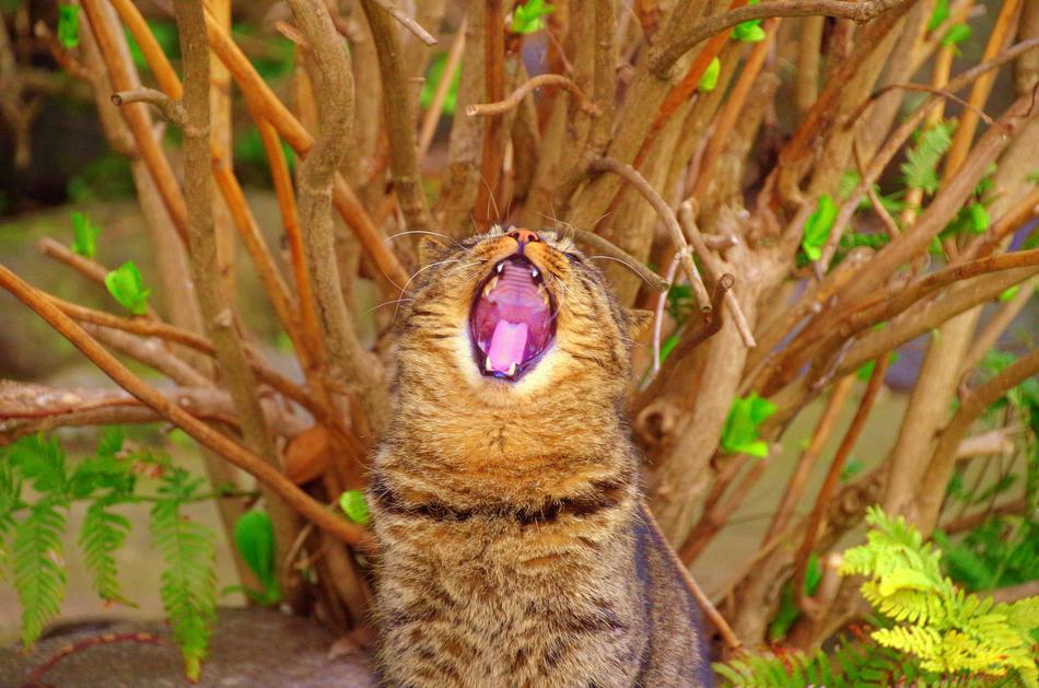 Cat Yawn and Wood
