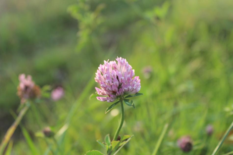 spring flowers in the field