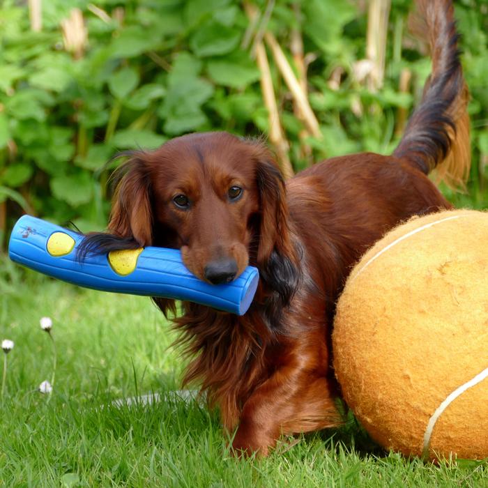 Beautiful and cute, brown dog with the colorful toys, among the plants