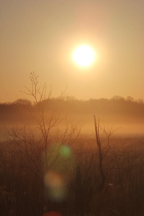 bright sun in the fog