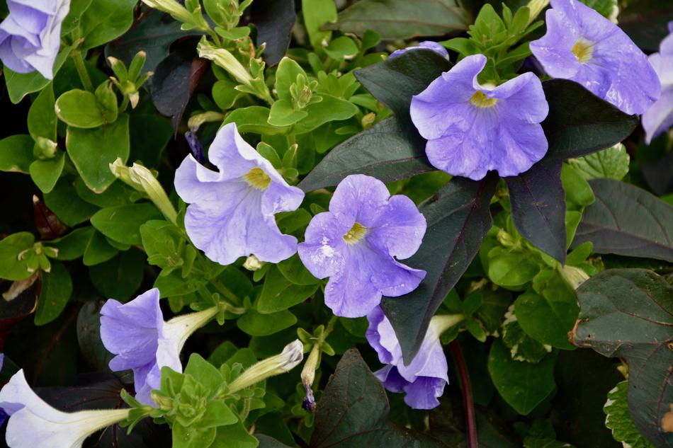 gorgeous flowers spring
