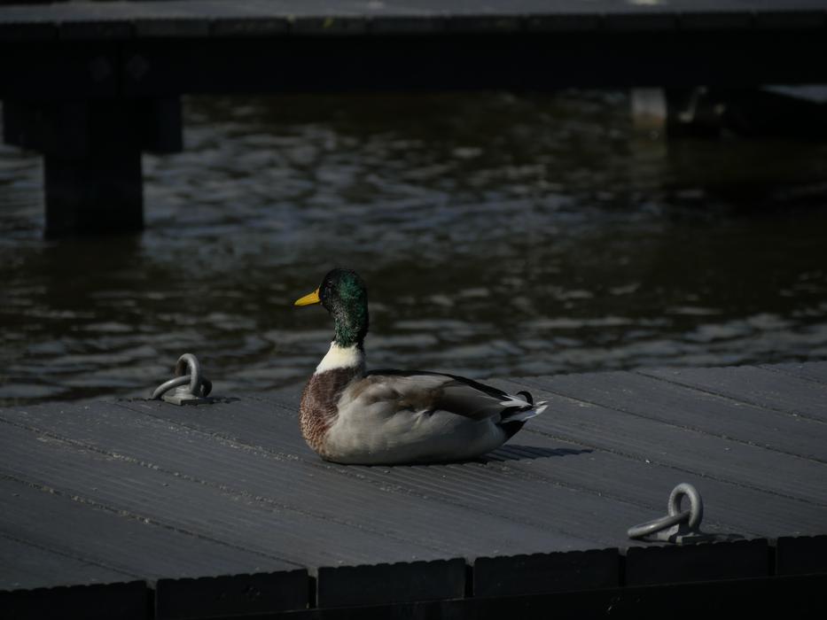 Duck Water Web