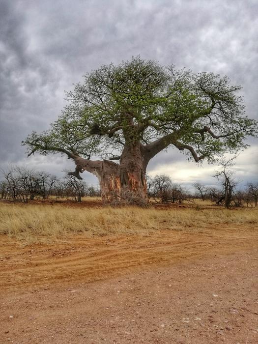 huge old tree in a field