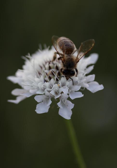 fluffy hornet on a flower